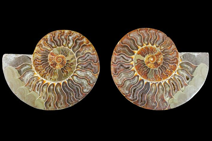 Agate Replaced Ammonite Fossil - Madagascar #150920